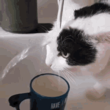 Cat Fail Drink GIF - Cat Fail Drink GIFs