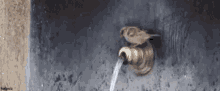 Sparrow Water GIF - Sparrow Water Tap GIFs