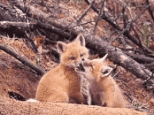 fox cubs babies playing fox cubs babies playing