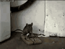 Mouse Trap Gif