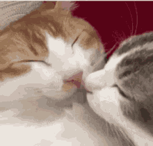 Cat Kiss GIF - Cat Kiss Love GIFs