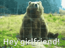 Hey Girlfriend Bear GIF - Hey Girlfriend Bear Wave GIFs