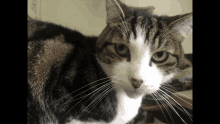 rigged cat skeptical totally rigged cheating rigged cat skeptical totally rigged cheating