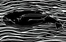 Whale GIF - Whale GIFs
