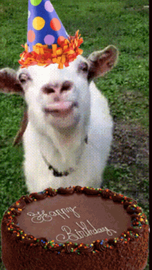 happy birthday birthday cake goat licking lick