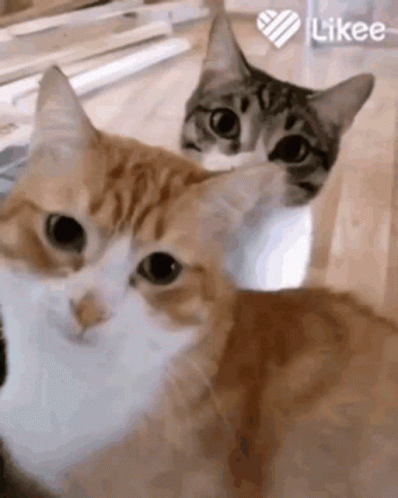 Jealousy Cat Gif Jealousy Cat Cats Discover Share Gifs