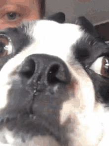 boston terrier surprised shocked enlightened wow
