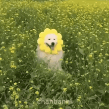 dog smile dog flower mallow meadow