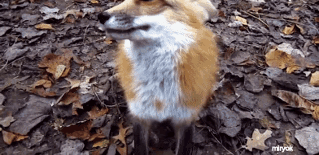 Cute Red Fox GIFs Tenor.