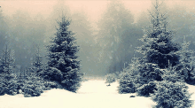 winter is coming winter snow cold winter is coming winter snow cold