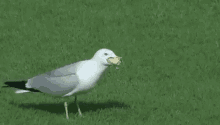 Seagull Funny GIF - Seagull Funny GIFs