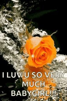 rose love i love you so much