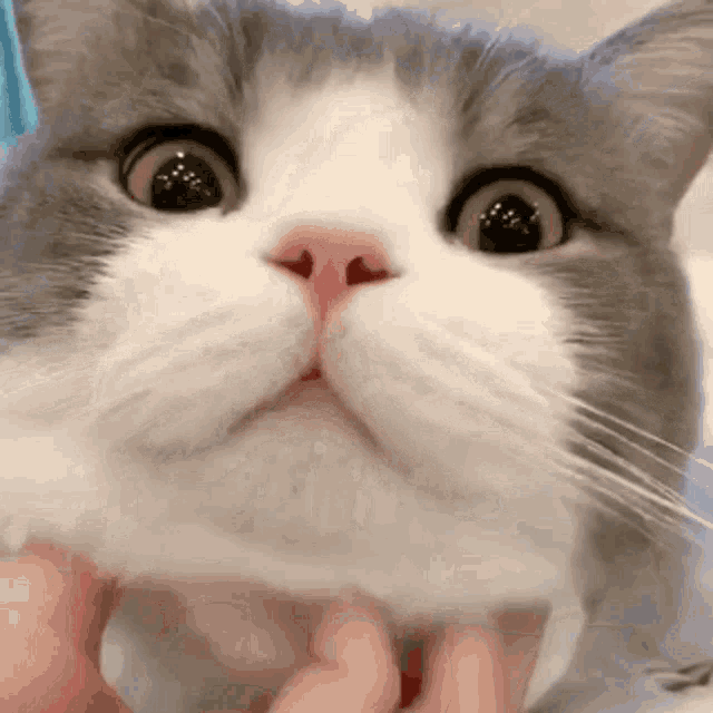 15 Hilarious Cat Gifs