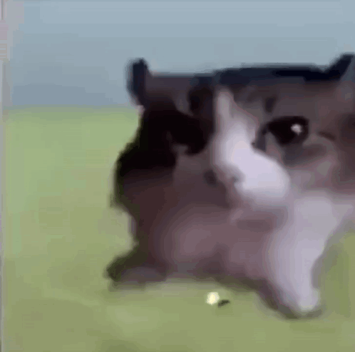 random tenor gif i found lol