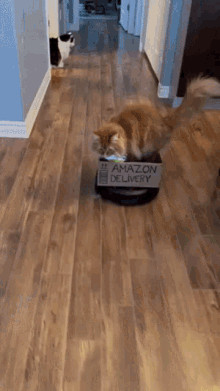 Theoreocat Roomba GIF - Theoreocat Roomba Roomba Cat GIFs