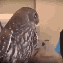 owl surprised