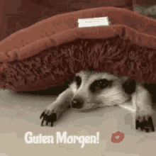 Guten Morgen Good Morning GIF - Guten Morgen Good Morning Raccoon GIFs