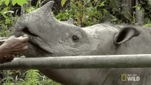 feeding rhino