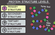 Protein Structure GIF - Protein Structure Levels GIFs