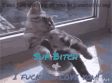 cat chill chillax relaxing sup bitch cat chill chillax relaxing sup bitch