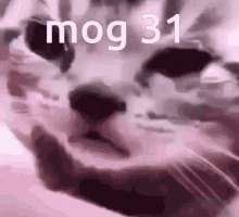 Mog31 Cat GIF - Mog31 Mog 31 GIFs