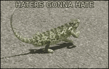 lizard pimp walk haters gonna hate lizard walk
