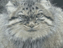 Legendary Cat Wildcat GIF - Legendary Cat Wildcat Cat Stare GIFs