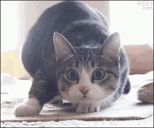 So Excited Cat GIF - So Excited Cat Shaq GIFs