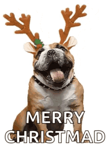 English Bulldog GIF - English Bulldog Merry Christmas GIFs