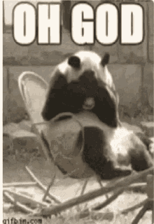 Sorry Panda GIF - Sorry Panda Gif GIFs
