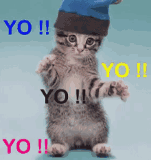 Yo Kitty GIF - Yo Kitten Hey There GIFs
