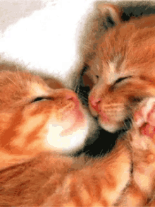 Bedtime Cute GIF - Bedtime Cute Kittens GIFs