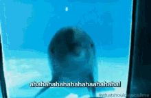 dolphin laugh