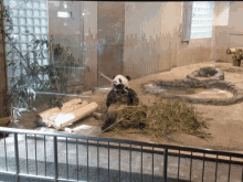 Panda Munching GIF - Panda Munching Bamboo GIFs