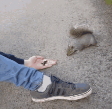 squirrel shy afraid squirrel shy afraid