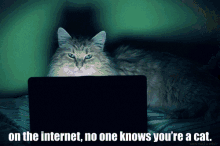 On The Internet, No One Knows.... GIF - Cats Internet GIFs