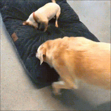 Dogs Animals Being Jerks GIF - Dogs Animals Being Jerks Thats Mine GIFs