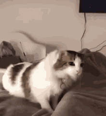 Cat Wiggle GIF - Cat Wiggle Cute GIFs