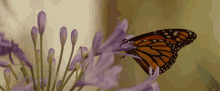 Butterfly Fly Away GIF - Butterfly Fly Away Pollination GIFs