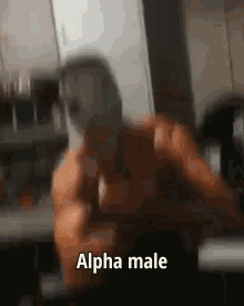 Alpha Male Harris Kous GIF - Alpha Male Harris Kous χάρησκουσκουσ GIFs