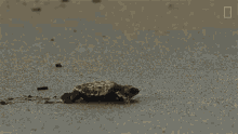 Crawling On Sand World Turtle Day GIF - Crawling On Sand World Turtle Day Untamed GIFs