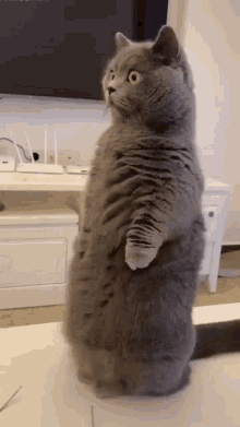 Cute Cat Gray Cat GIF - Cute Cat Cat Gray Cat GIFs
