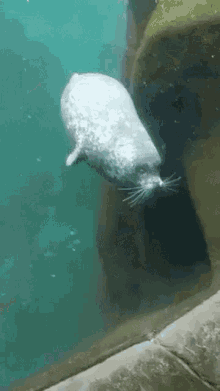 Seal Squish GIF - Seal Squish Ocean GIFs
