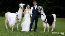 Llama Viralhog GIF - Llama Viralhog Wedding GIFs