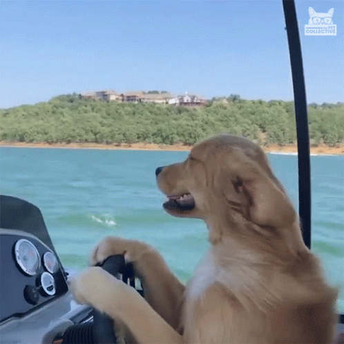 Lake Days Boat GIF - Lake Days Boat Driving - Discover & Share GIFs