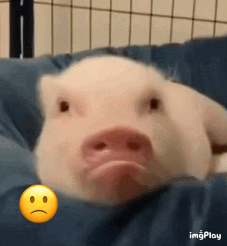 cute-pig.gif