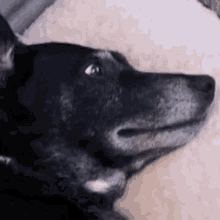 Ella Suspicious Dogella GIF - Ella Suspicious Dogella Dog GIFs