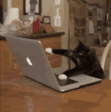 Cat Laptop GIF - Cat Laptop Workaholic GIFs