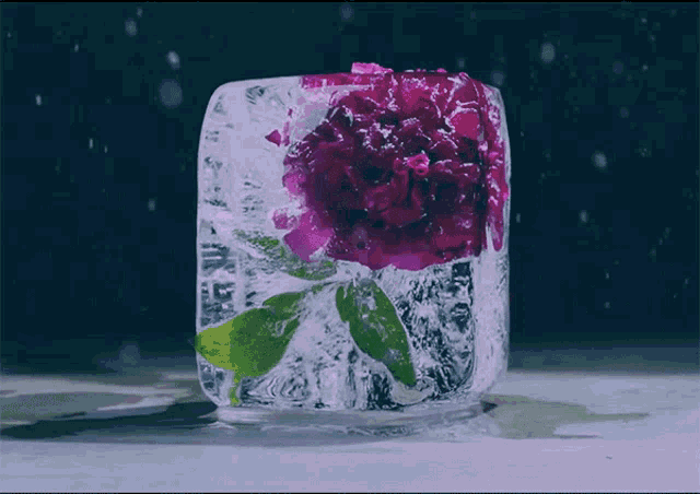 Melting Ice Flower GIF.