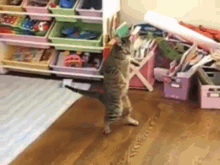Play Me Out! GIF - Cat Step Back Get Back GIFs